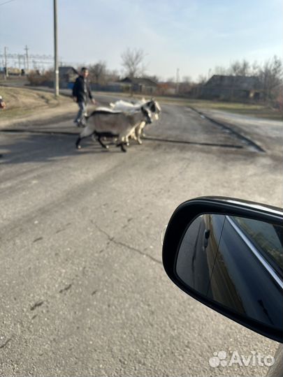 Козы молочные