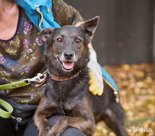 Взрослая собака Анфиса в добрые руки