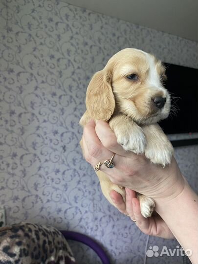 Щенки кокер спаниеля