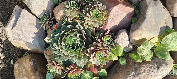 Суккуленты