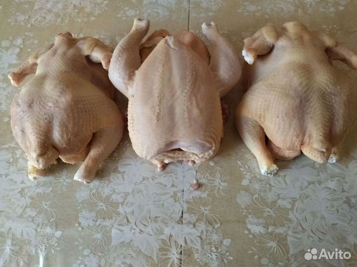 Мясо домашнего бройлера