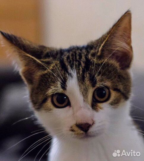 Котёнок Адель с носом-сердечком