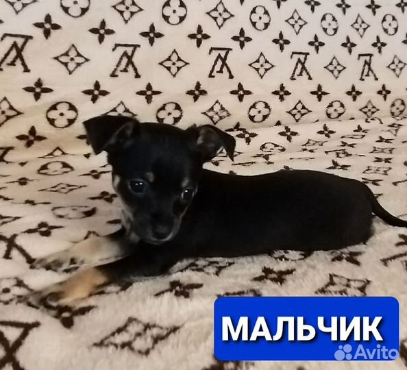 Той-терьер