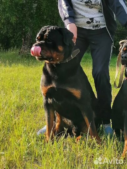 Ротвейлер вязка