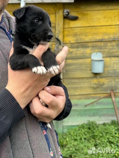 Собаки щенки бесплатно