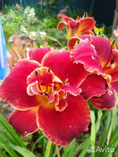 Цветы для сада