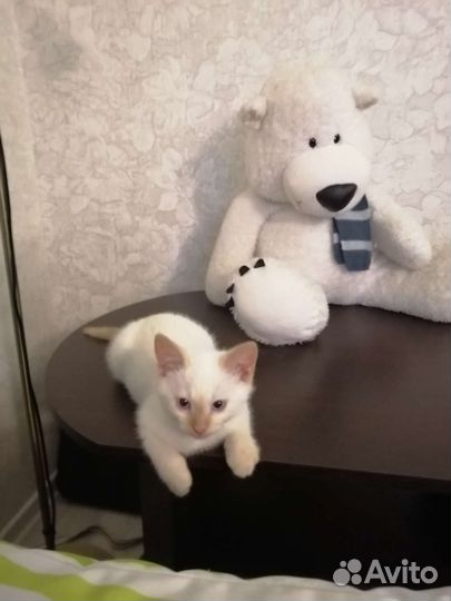 Тайский мальчик-метис