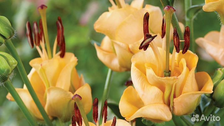 Лилия саженцы Априкот Фьюдж