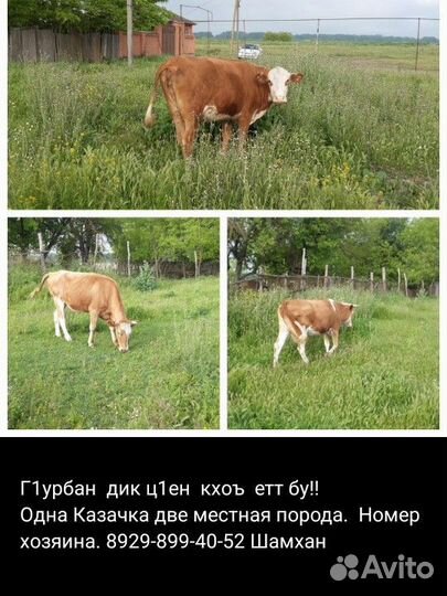 Корова на мясо