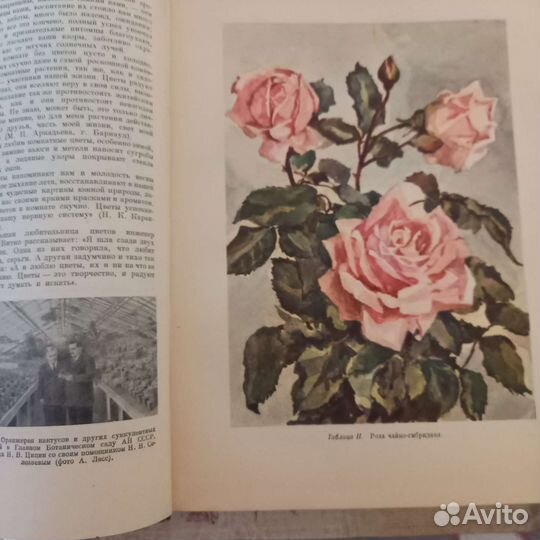 Книга комнатное садоводство 1956г