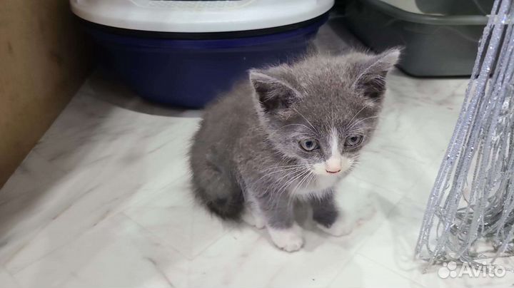 Котенок малыш в добрые руки