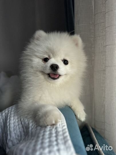 Вязка собак шпиц померанский