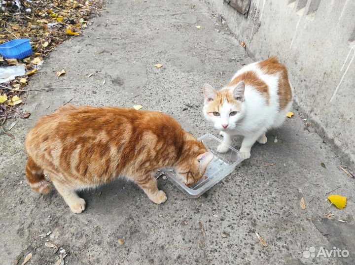 Кошки в добрые руки