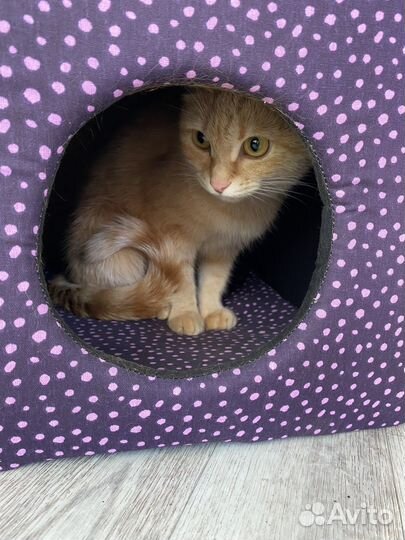 Кошка в дар