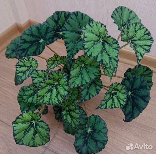 Бегония Бауэра
