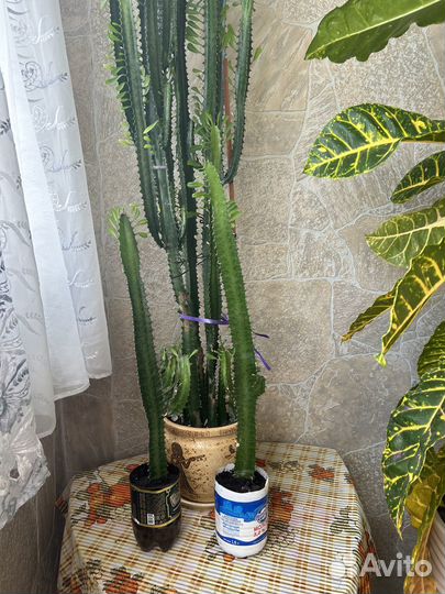 Молочай трехгранный