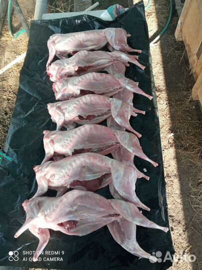 Мясо кролика