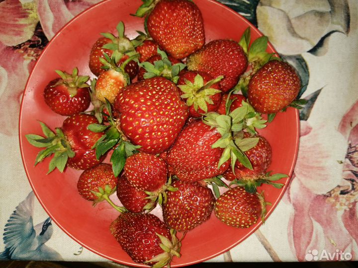 Клубника саженцы гигантелла