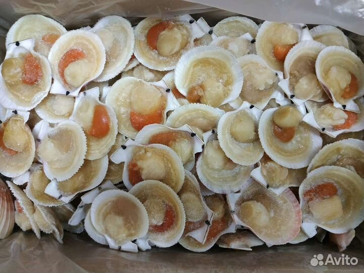 Гребешки морские на створке морепродукты