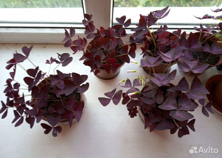 Кислица фиолетовая