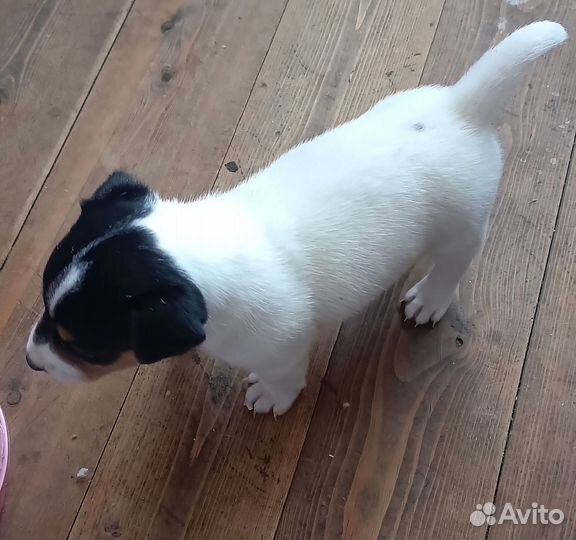 Щенки джек Рассел терьер гладкошерстный