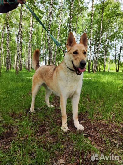 Милейший лучший друг