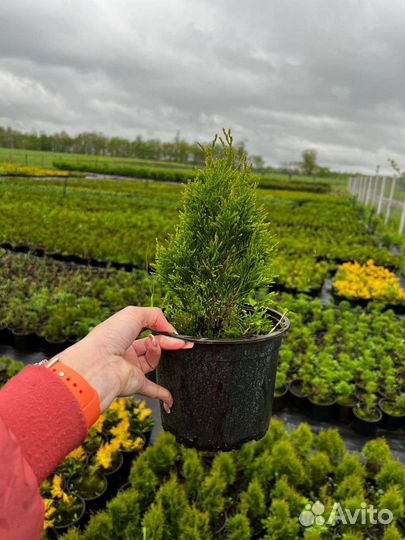 Можжевельник туи кустарники только опт