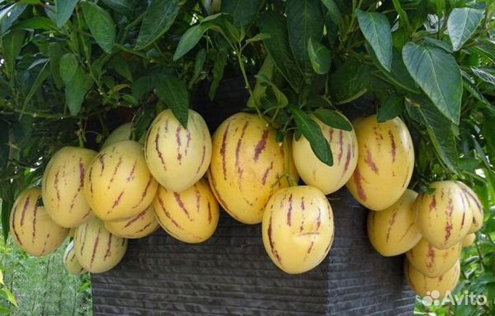 Пепино (дынная груша)