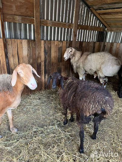 Курдючные бараны овцы Гиссарской породы