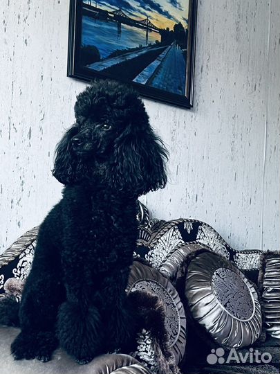 Кобель пудель вязка