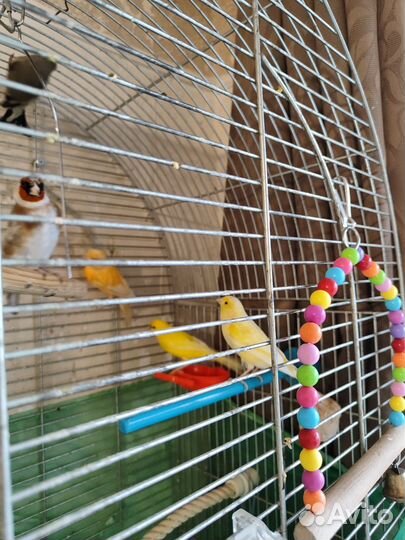 Канарейка кенар