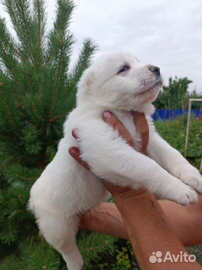 Продажа щенков алабая