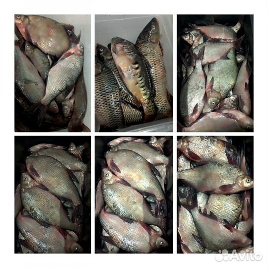 Чехонь, лещ на посол