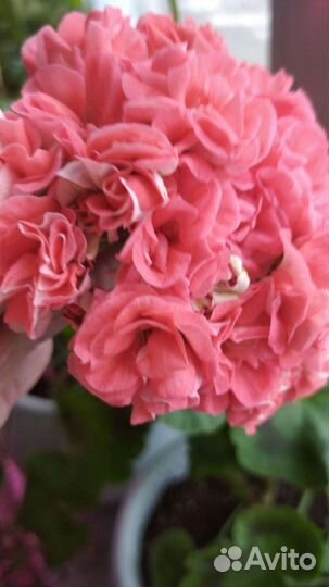 Пеларгония герань. Личная коллекция