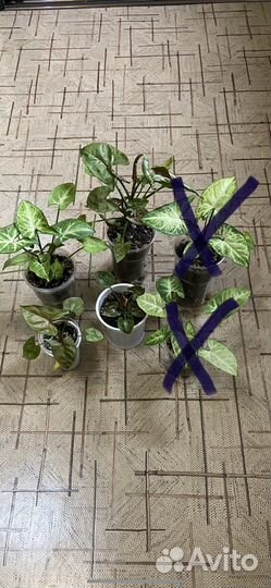 Бегония, гибискус, фикус, сингониум