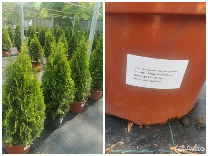 Туя смарагд высотой 1м