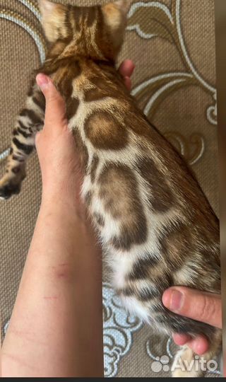 Бенгальские котята