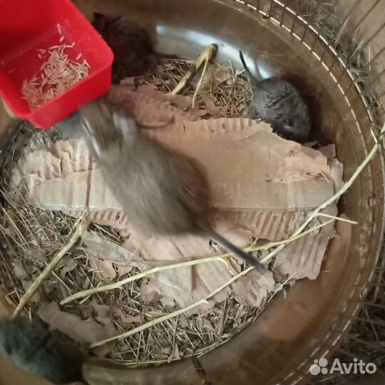 Чилийские белки дегу