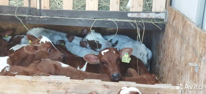 Телята бычки тёлки доставка бесплатно