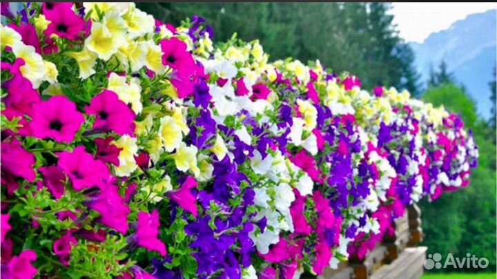 Петуния.Разная.Америка.Италия.Япония+Бюджетный сад