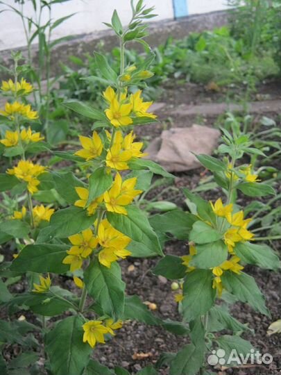 Вербейник точечный