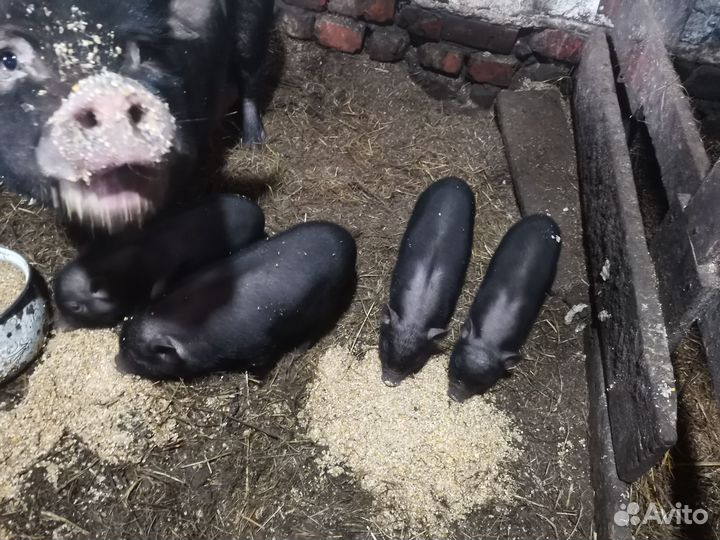 Вьетнамские поросята