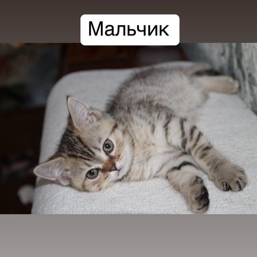 Шотландские котята