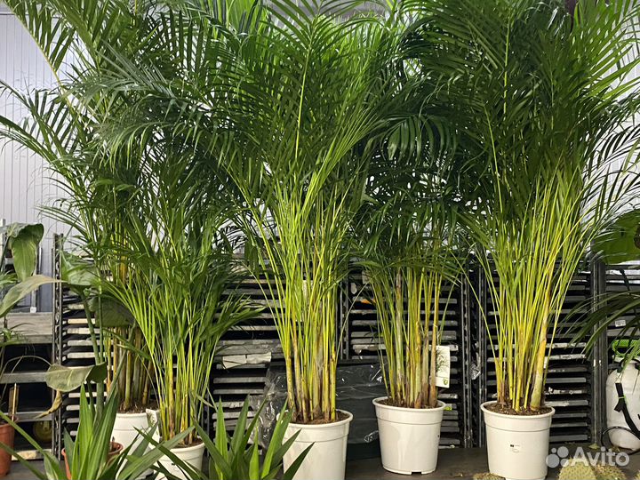 Дипсис (Пальма Арека)