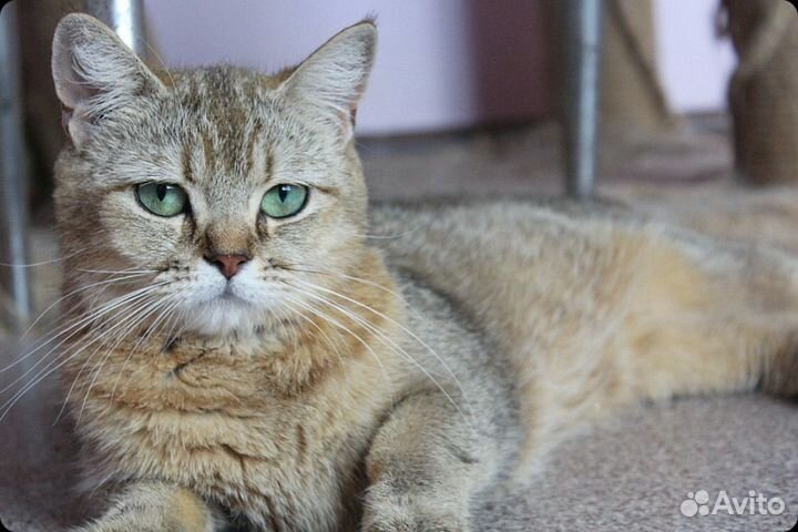 Золотая девочка