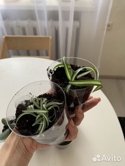 Комнатные цветы