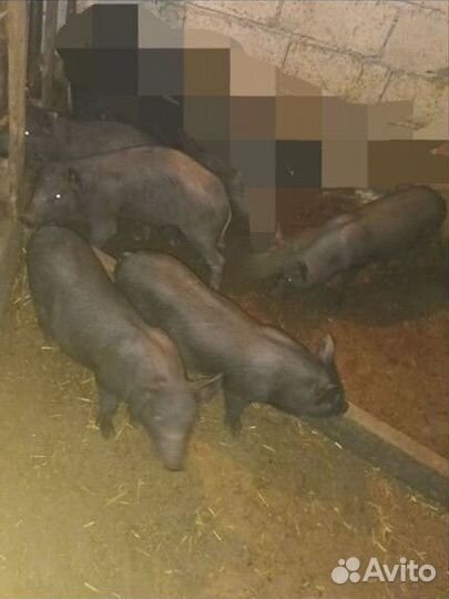 Вьетнамск вислобрюхий поросенок