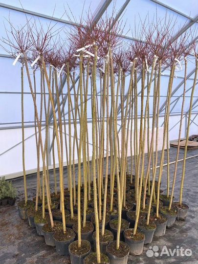 Ива Хакура Нишики штамб 100-200 см