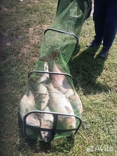 Живая рыба Карп, Белый Амур, Толстолобик