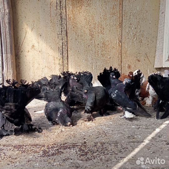 Продам статных голубей